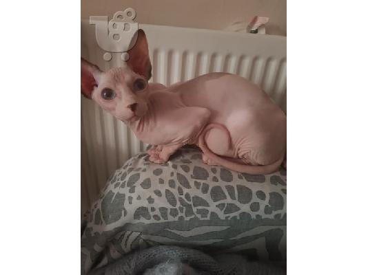 PoulaTo: Sphynx γατάκι
